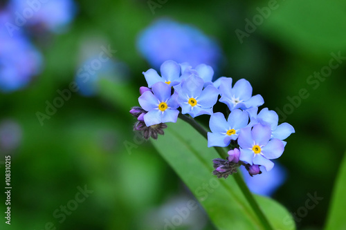 Blue forget-me-not flowerr macro