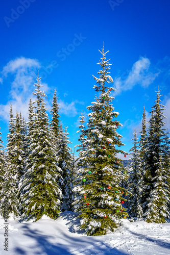 Christmas decorations on a fir tree in the forest on the ski slopes at Sun Peaks in the Shuswap Highlands in central British Columbia