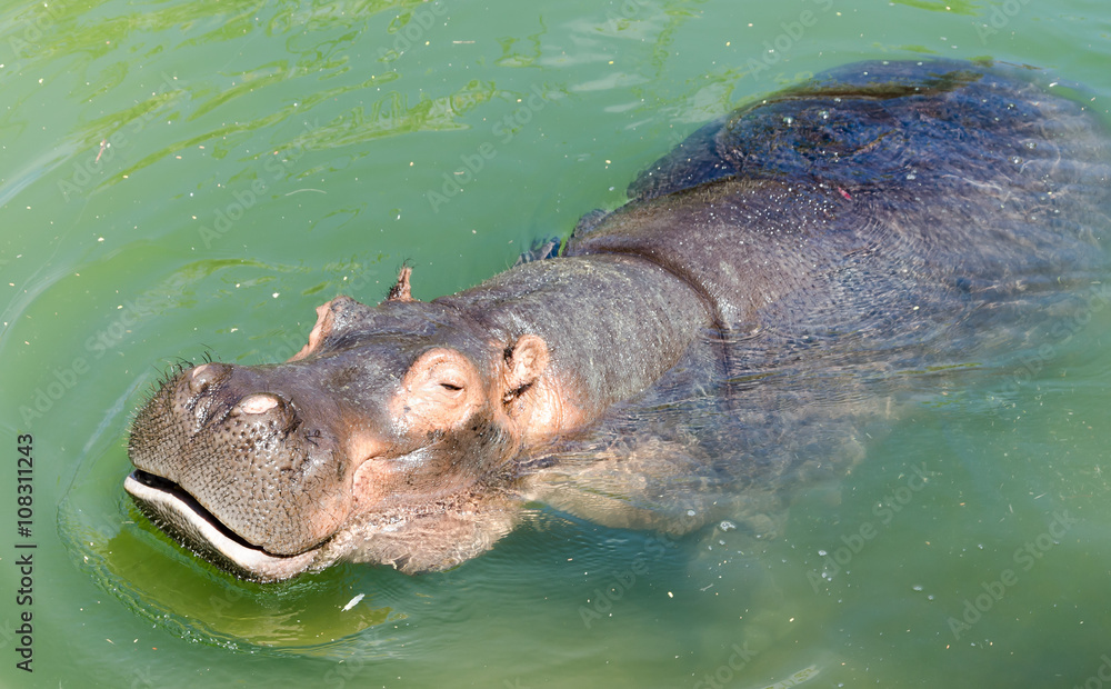 Fototapeta premium Hippopotamus in a river