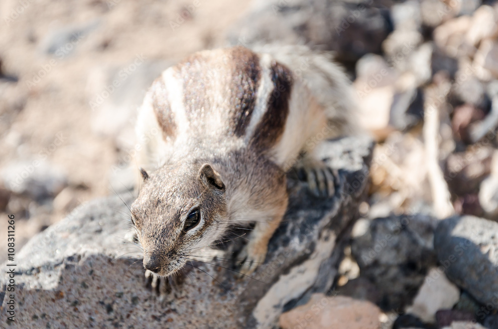 Naklejka premium Beautiful korean squirre