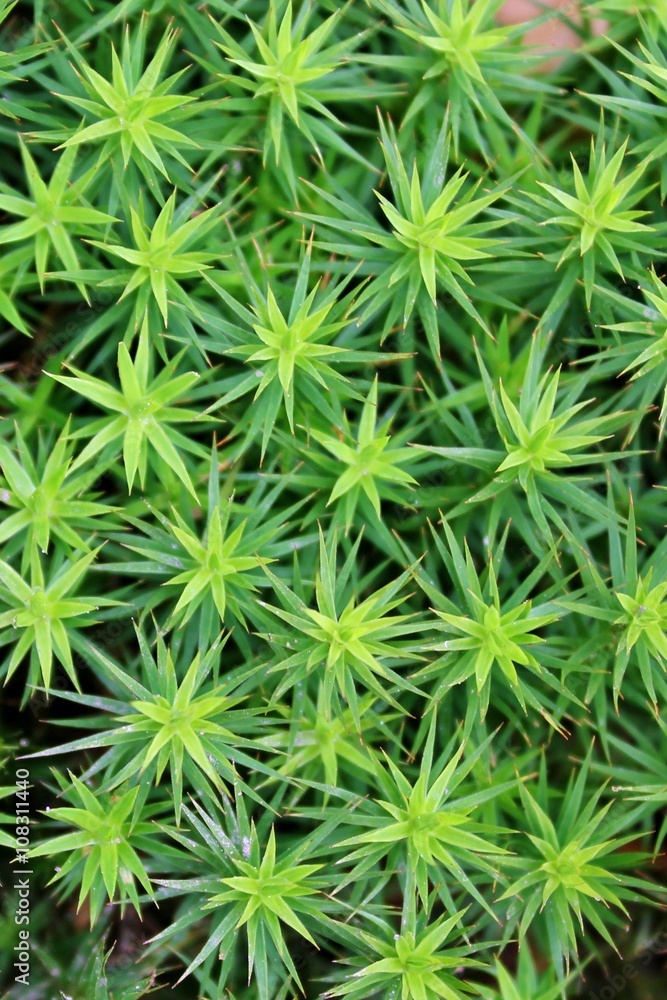 Forest floor covered with sedum grass Forest floor covered with sedum grass