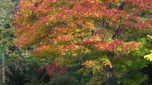 風に煽られる紅葉はドラマチック
10月撮影 photo