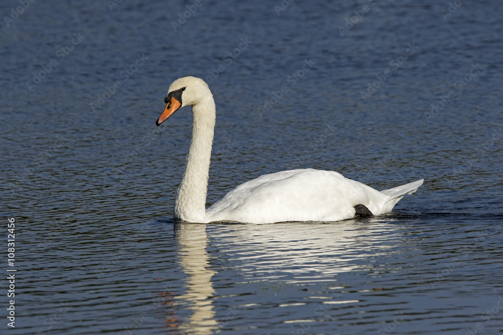 Mute Swan (Cygnus olor) gracefully floating in a clear blue lake. Mute Swan (Cygnus olor) gracefully floating in a clear blue lake.