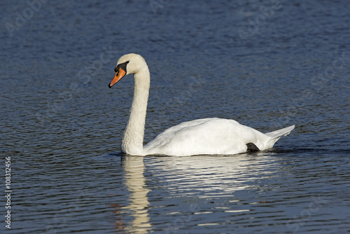 Mute Swan  Cygnus olor  gracefully floating in a clear blue lake.