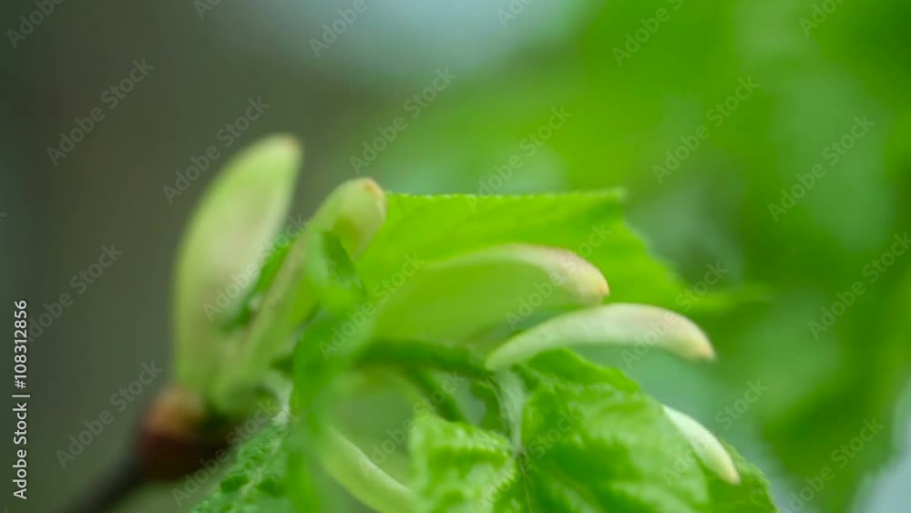 Young leaves of the trees swaying in the wind in the spring. Close-up Young leaves of the trees swaying in the wind in the spring. Close-up