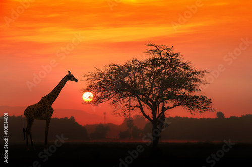 Red sunset with silhouetted African Acacia tree and a giraffe. © namning