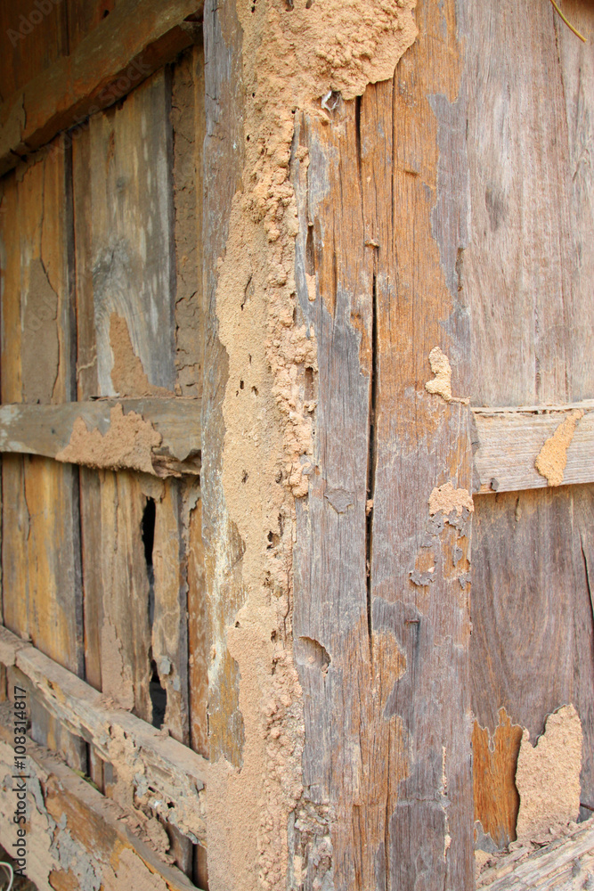 Obraz premium Termite damage wooden wall