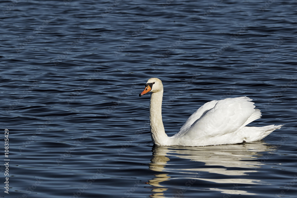 Fototapeta premium Mute Swan (Cygnus olor) gracefully floating in a clear blue lake.