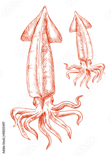 Vintage sketch drawing of red squid