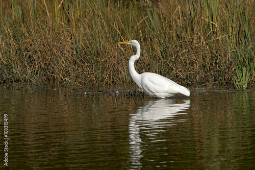 Great Egret (Casmerodius albus) wading in a shallow lake looking for food.