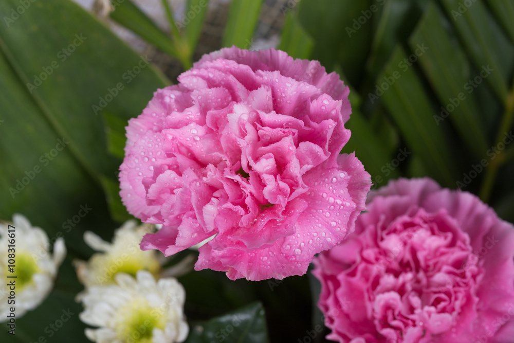 Obraz premium Carnations flower with water drop