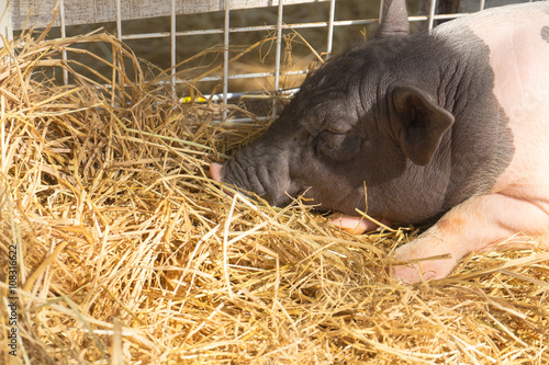 Pig sleeping in straw
