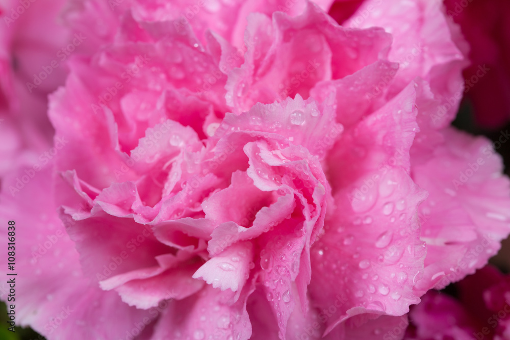 pink Carnations flower with water drop pink Carnations flower with water drop