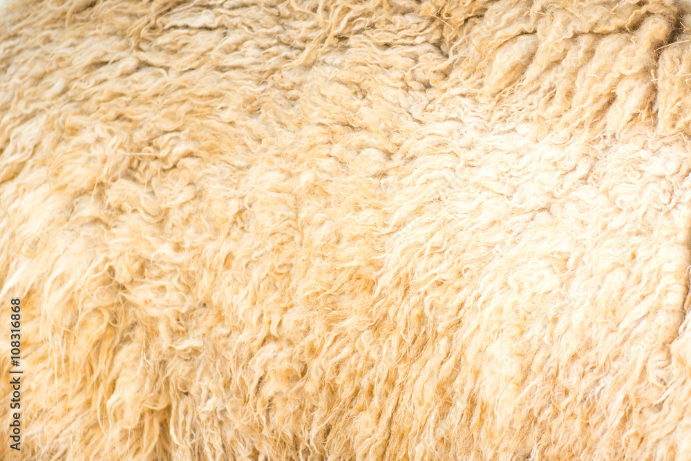 alpaga wool background alpaga wool background