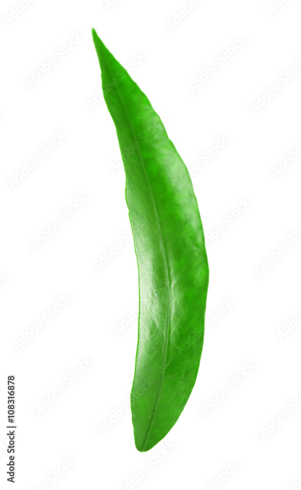 Green leaf of orange tree, isolated on white Green leaf of orange tree, isolated on white