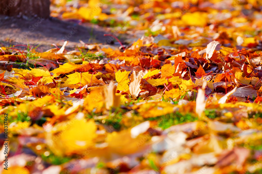 autumn leaves in the alley in the fall autumn leaves in the alley in the fall