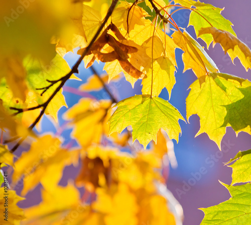 background with yellow and orange autumn leaves