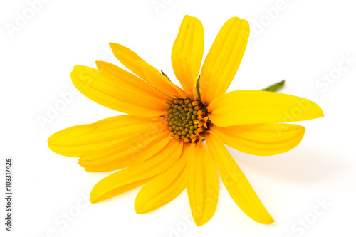  head of yellow flower