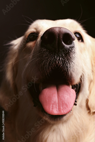 Muzzle of golden retriever on black background, close up