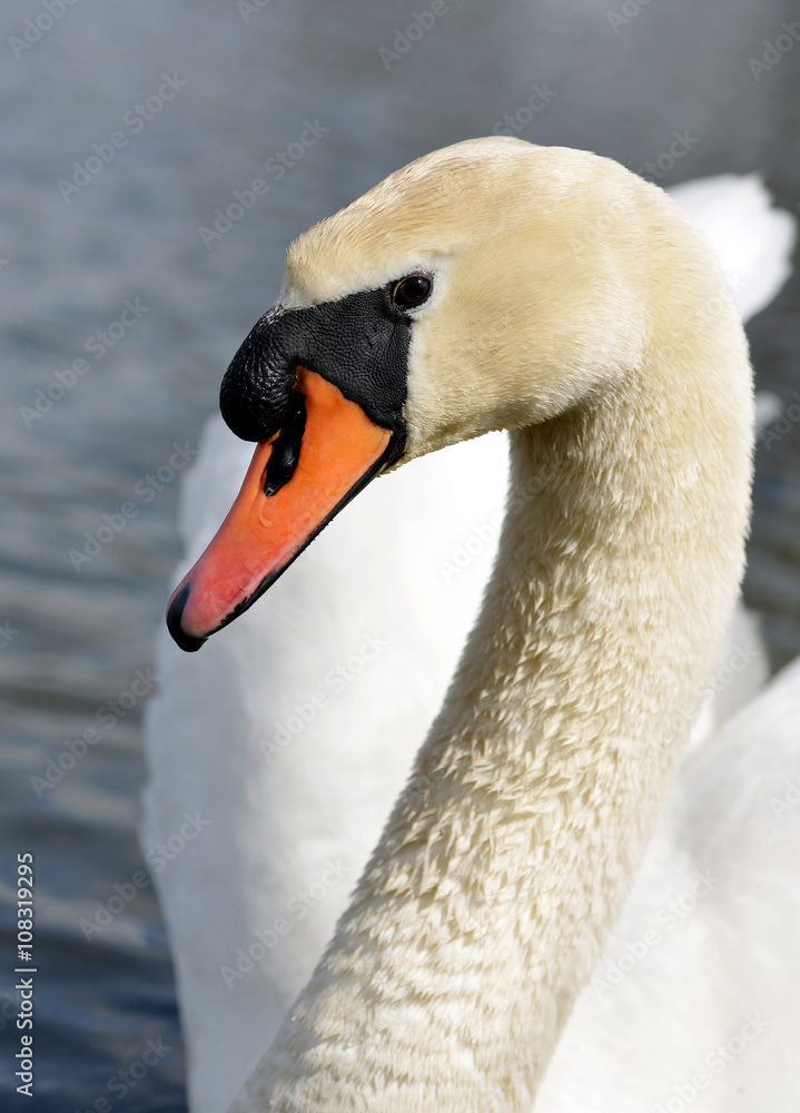 Fototapeta premium Swan on the lake