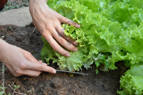 Cutting lettuce