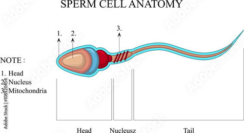 Human Sperm cell Anatomy
