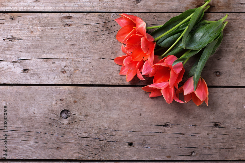 Bunch of coral tulips  on vintage  wooden background.