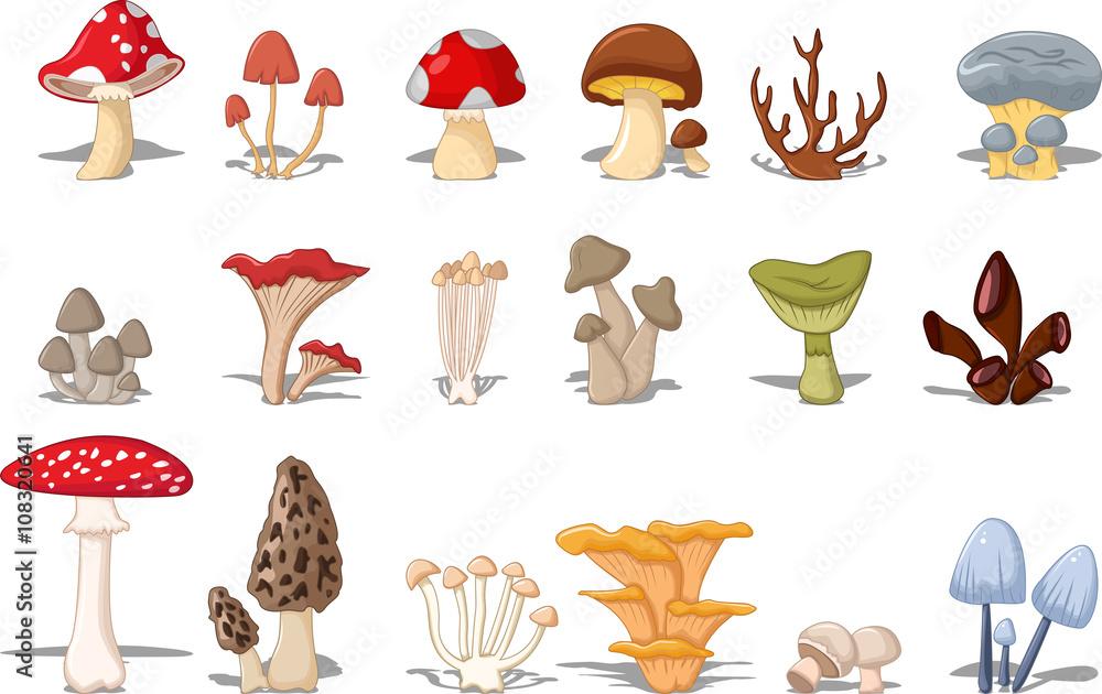 different kinds of mushrooms - obrazy, fototapety, plakaty 