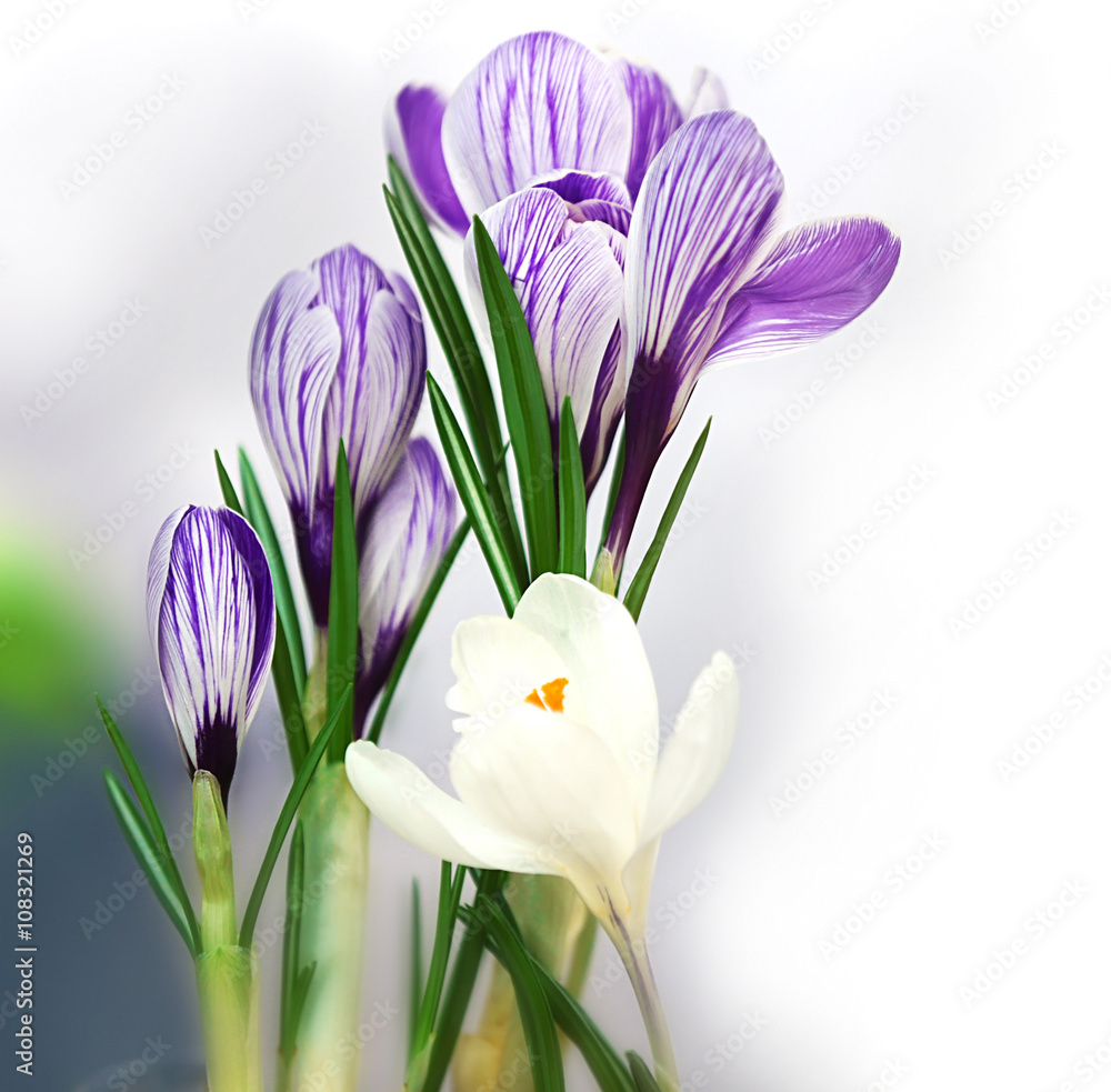 Naklejka premium Beautiful crocus flowers on blurred background