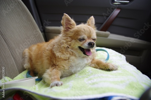 チワワ　プリン　これからお出かけ３