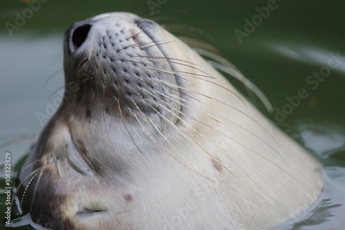portrait of a common seal (Phoca vitulina)