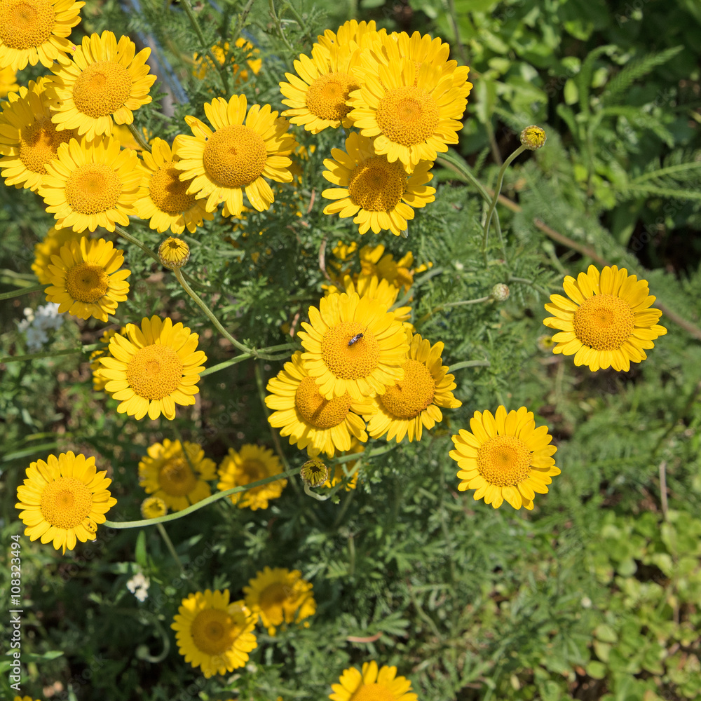 Färberkamille, Hundskamille, Anthemis Färberkamille, Hundskamille, Anthemis
