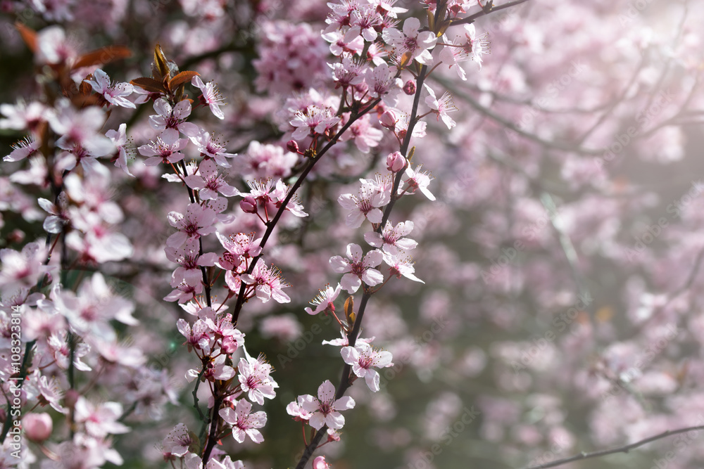 Cherry tree blossom, pink flowers, spring background Cherry tree blossom, pink flowers, spring background