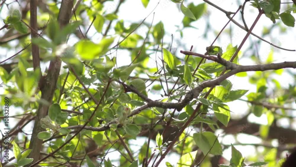 House sparrow on a tree/sparrow sitting on a tree and flew from branch House sparrow on a tree/sparrow sitting on a tree and flew from branch