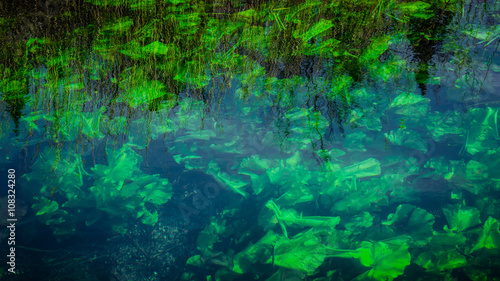 Abstract texture and pattern of green plants under the water