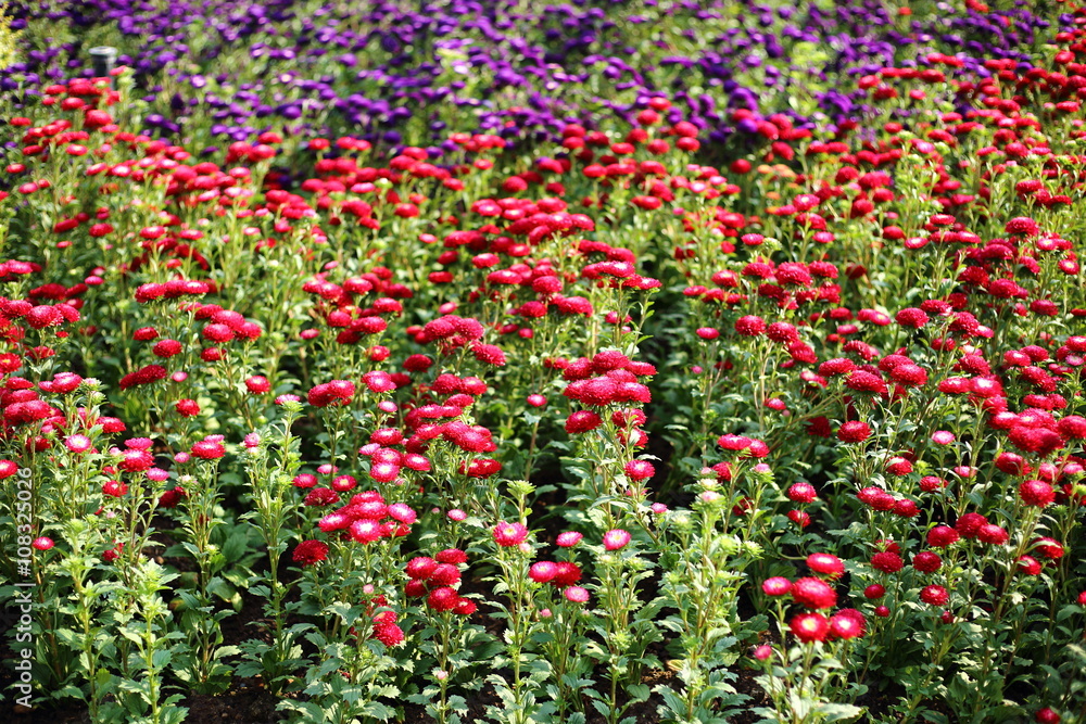 Flowers plantation in Royal Ratchaphruek Park