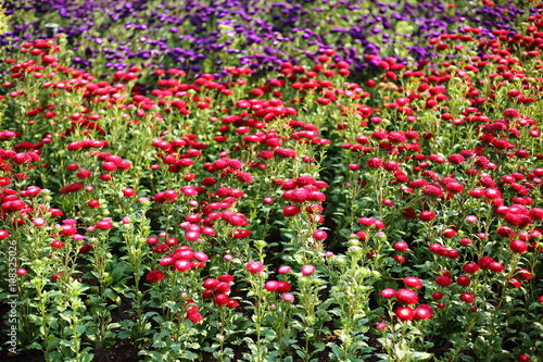 Flowers plantation in Royal Ratchaphruek Park