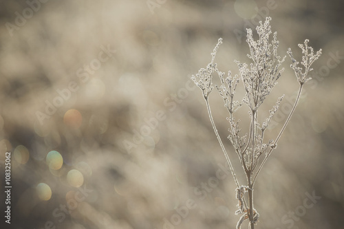 Dry plants covered by ice crystals