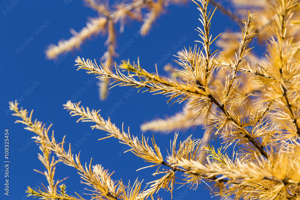 yellow tamarack larch tree in autumn against blue sky yellow tamarack larch tree in autumn against blue sky