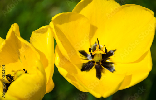 Tulips in the garden