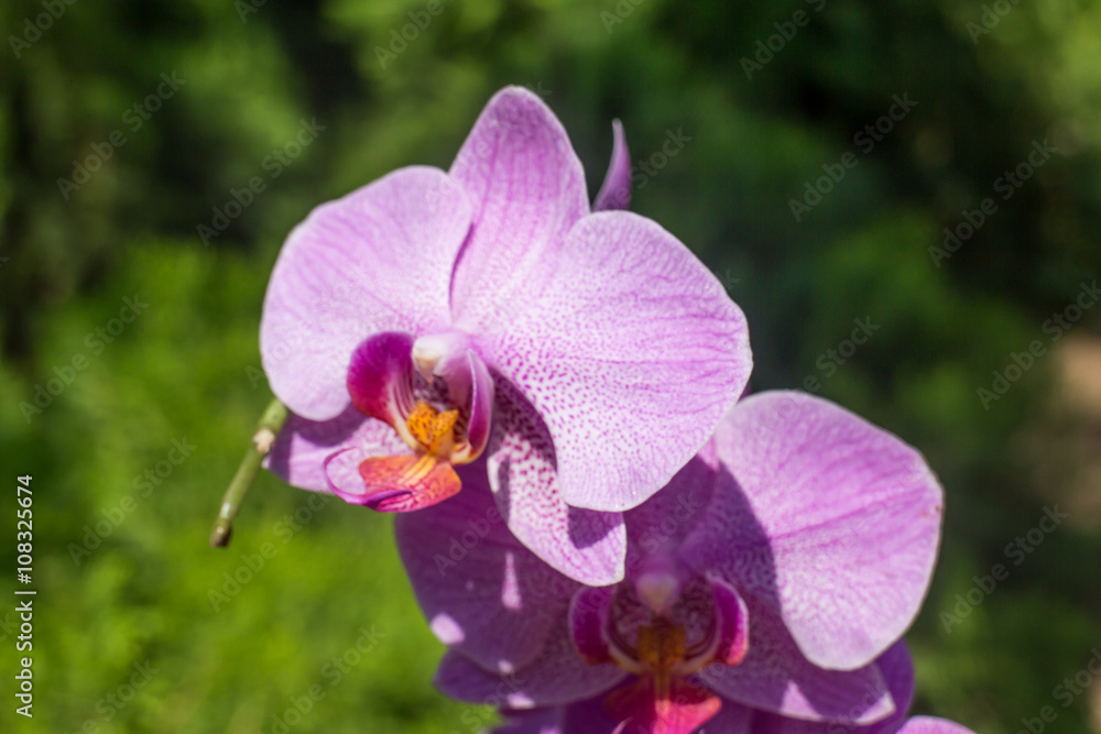 Obraz premium purple orchid