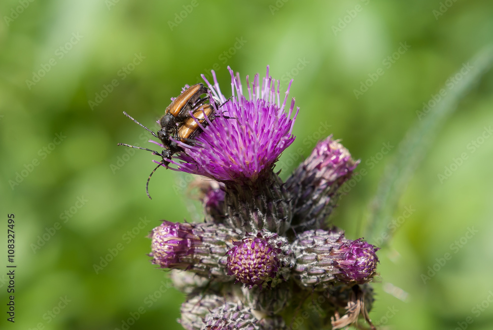 Ackerdistelblüte mit Käfern - Cirsium arvense Ackerdistelblüte mit Käfern - Cirsium arvense
