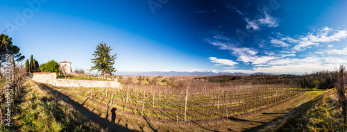 Vineyard in late winter