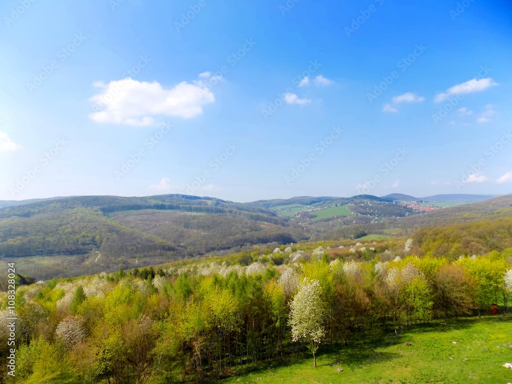 Fototapeta premium Forests in spring