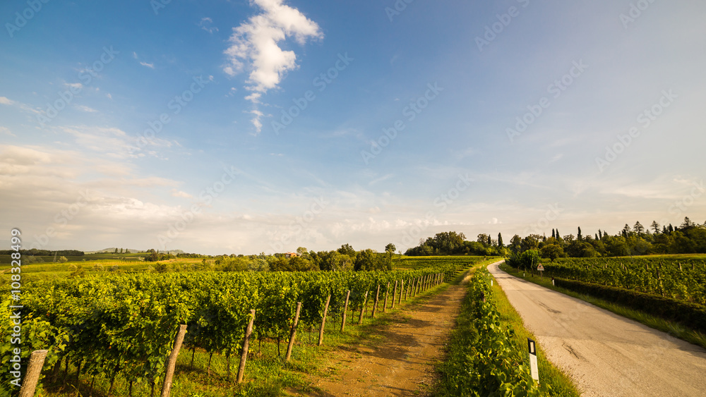 Naklejka premium grapevine field in the italian countryside