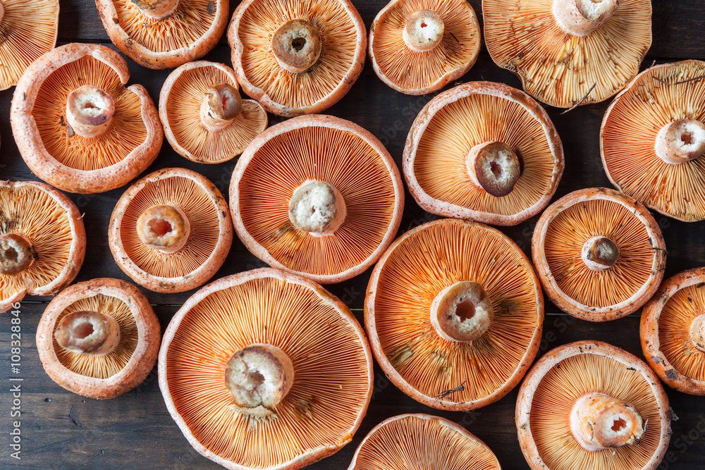 Orange edible mushrooms - Saffron Milk Cap on rustic brown wooden table. Top view. Orange edible mushrooms - Saffron Milk Cap on rustic brown wooden table. Top view.