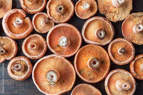 Orange edible mushrooms - Saffron Milk Cap on rustic brown wooden table. Top view.