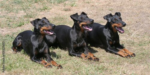 Foto Typical Manchester Terriers on a green grass lawn