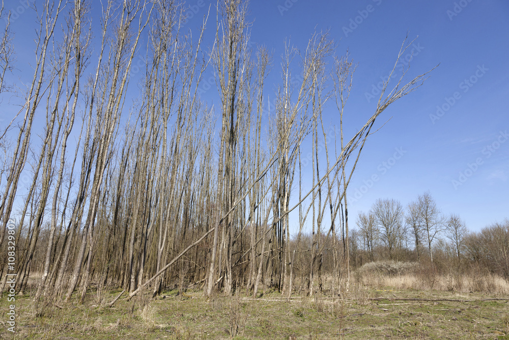 thin trees of forest and blue sky in dutch province of flevoland thin trees of forest and blue sky in dutch province of flevoland