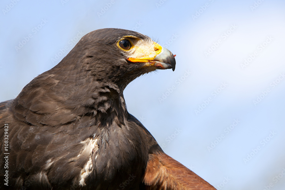 Fototapeta premium head of harris hawk with bloody meat on beak against blue sky
